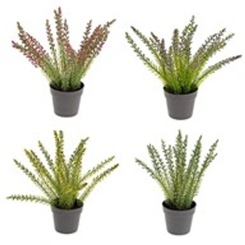 Potted Heather 30Cm 4Ast Potted Heather 30Cm 4Ast