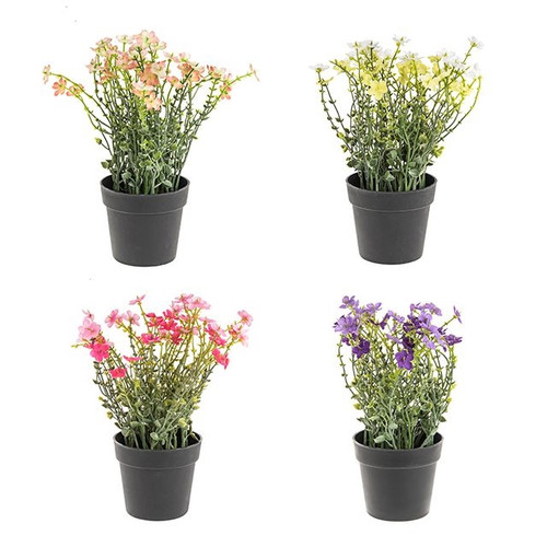 Potted Wild Flower 4 Assorted 24Cm