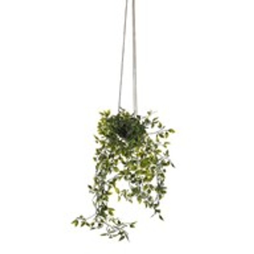 Potted Trailing Leaf Plant 80Cm Potted Trailing Leaf Plant 80Cm