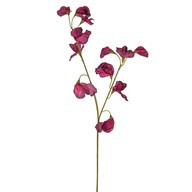 Sweetpea Spray Plum