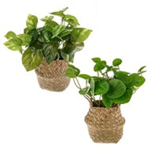 Potted Greenery In Basket 2Ast