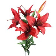 King Lily Red