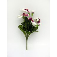 Pansy Lge Bush Purple/White