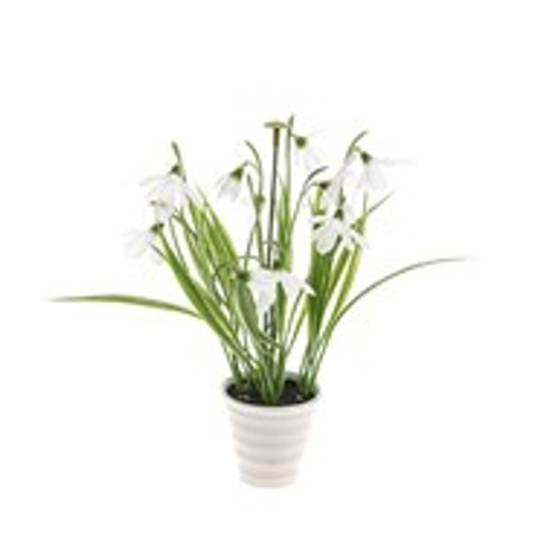 Potted Snowdrop 22Cm