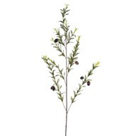 Olive Branch