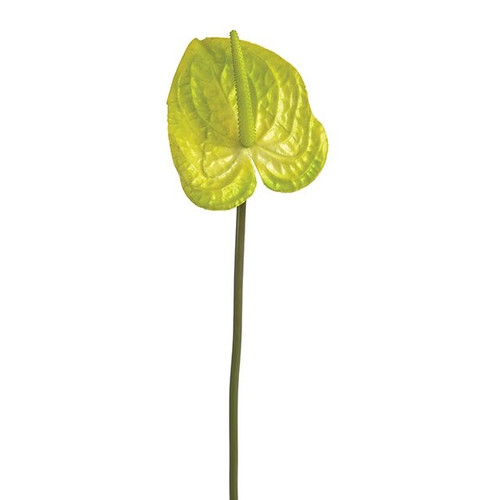 Anthurium Stem Lime