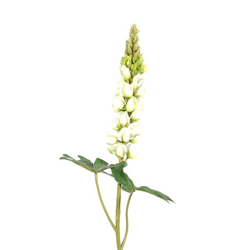 Lupin Cream 81Cm