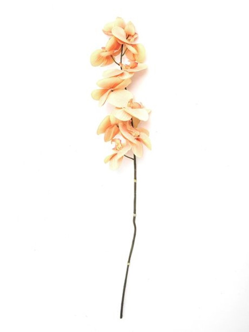 Eternity Orchid Antique  Peach