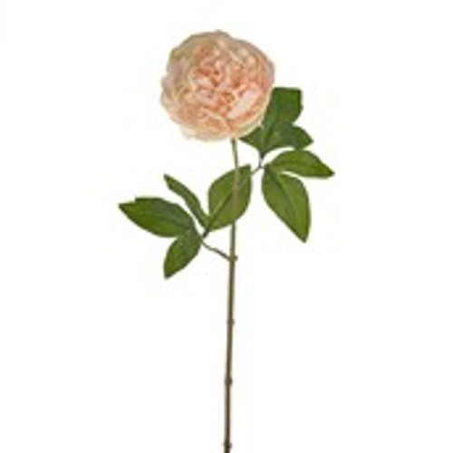 SORBET SINGLE PEONY STEM PEACH 60CM