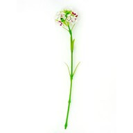 Sweet William White 43Cm