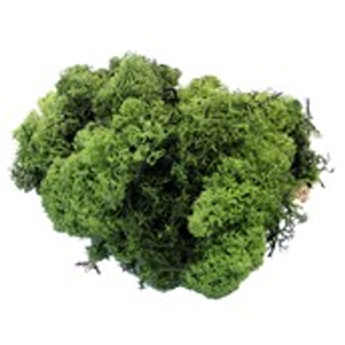 500g Dk Green Reindeer Moss