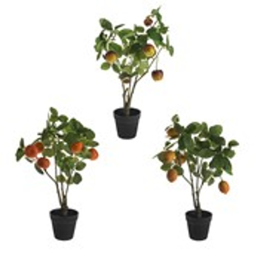 Fruit Tree Mini 3Ast 50Cm Fruit Tree Mini 3Ast 50Cm