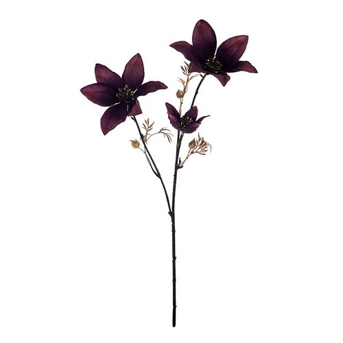 Clematis 2 Flower Spray Purple 63Cm Hqn