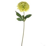 Fiesta Dahlia Green 46Cm