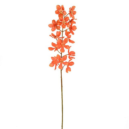 Fiesta Orchid Orange 72Cm