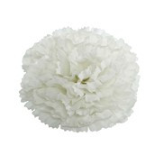 Essential Carnation Pick White-Box of 144