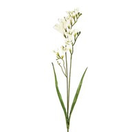 Freesia Spray 2 Heads Cream