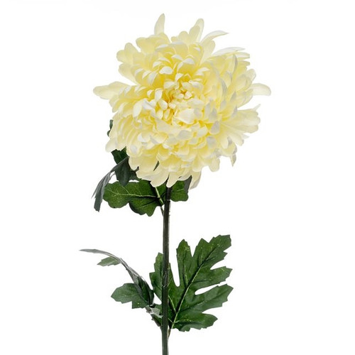 Chrysanthemum Cream 89Cm