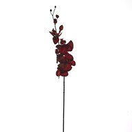 Blood Red Orchid