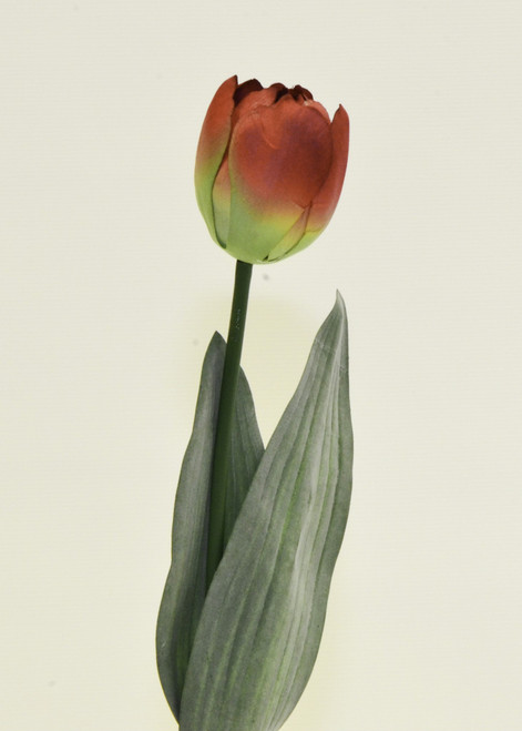 Tulip Orange