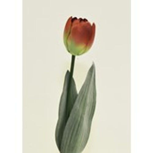 Tulip Orange