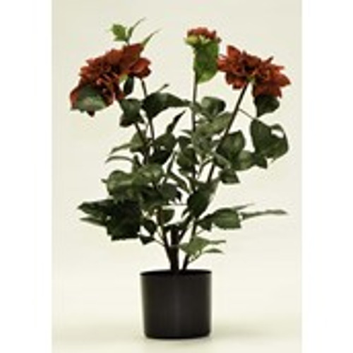 24.5" Dahlia Plant Red