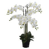 90cm Orchid Pot Cream
