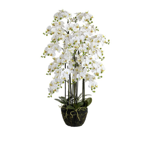 137cm Orchid w/Base Cream