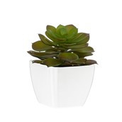 11cm Succulent White Pot