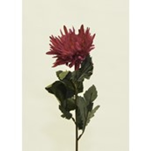 Mum Spray Hot Pink