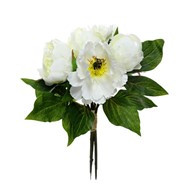 Bundle Peony Cream
