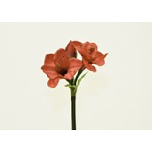 24" Red Amaryllis x2
