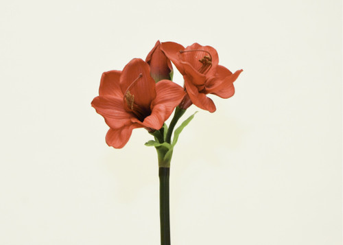 24" Red Amaryllis x2