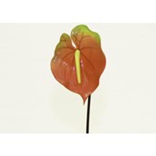 31" Red Anthurium