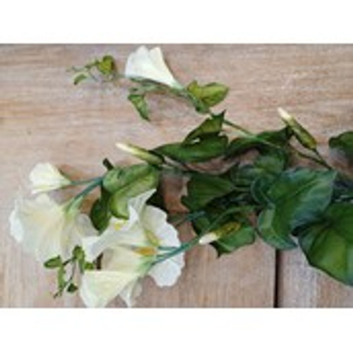 31" Morning Glory Spray Cream