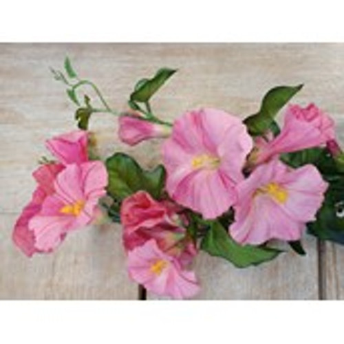 31" Morning Glory Spray Pink