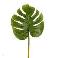Leaf Monstera Small