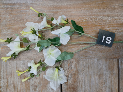 24" Morning Glory Spray Cream