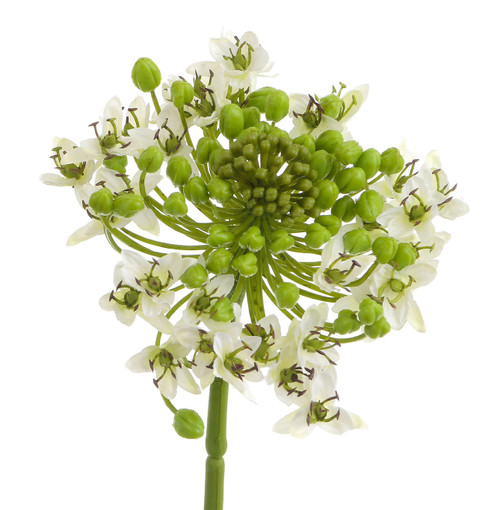 24" Onion Flower Spray Cream