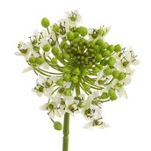 24" Onion Flower Spray Cream