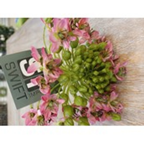 24"  Onion Flower Spray Pink