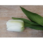 28" Tulip W/Leaves Cream