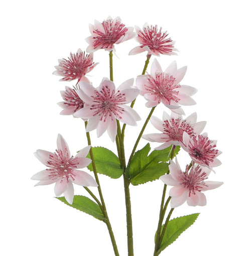 61cm Astrantia Spray Cream/Pink
