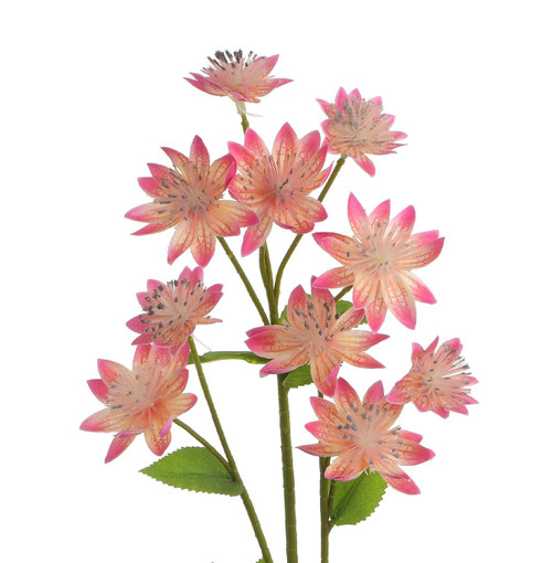 61cm Astrantia Spray Pink