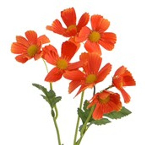 42cm Cosmos Spray x3 Orange