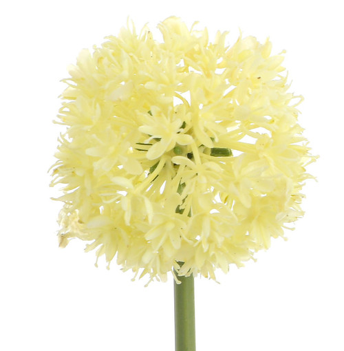 60cm Allium Spray Cream