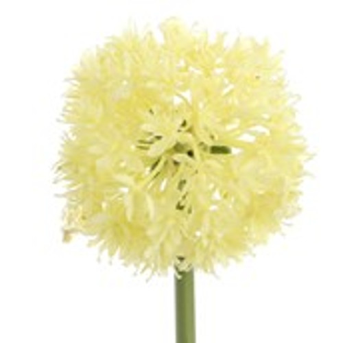 60cm Allium Spray Cream
