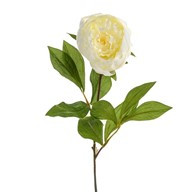 Peony Stem Cream