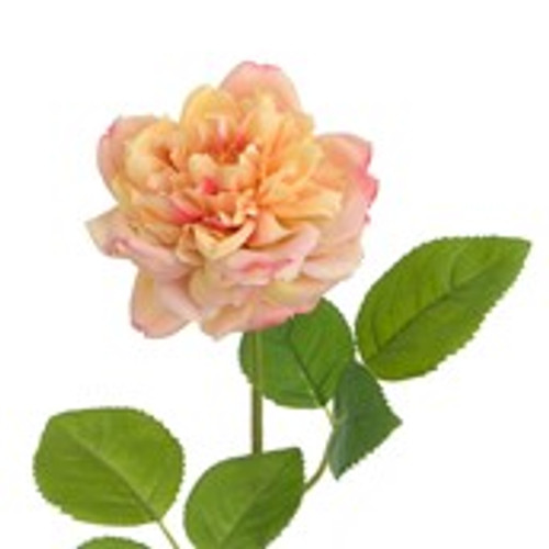 70cm Queen Rose Cream/Pink