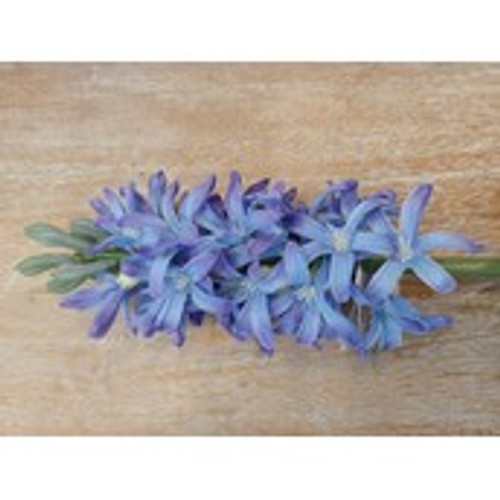 41.5cm Hyacinth Blue